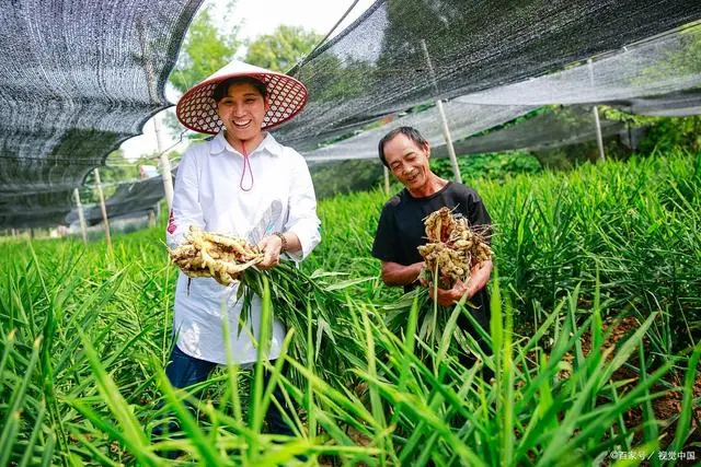 致富生姜能种植吗_种姜能致富吗_种植生姜能致富