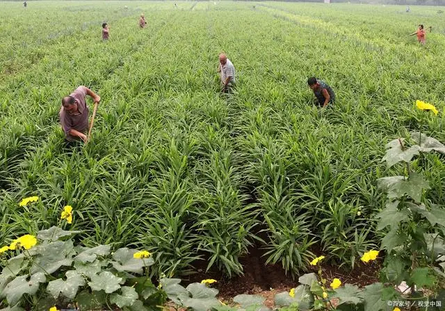 种植生姜能致富_致富生姜能种植吗_种姜能致富吗