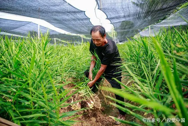 种植生姜能致富_致富生姜能种植吗_种姜能致富吗