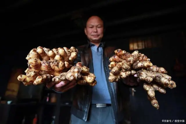 种姜能致富吗_种植生姜能致富_致富生姜能种植吗