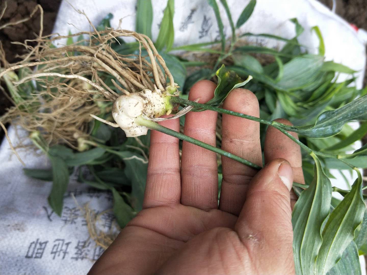 黄精种植栽培技术_黄精种植栽培技术_黄精种植栽培技术