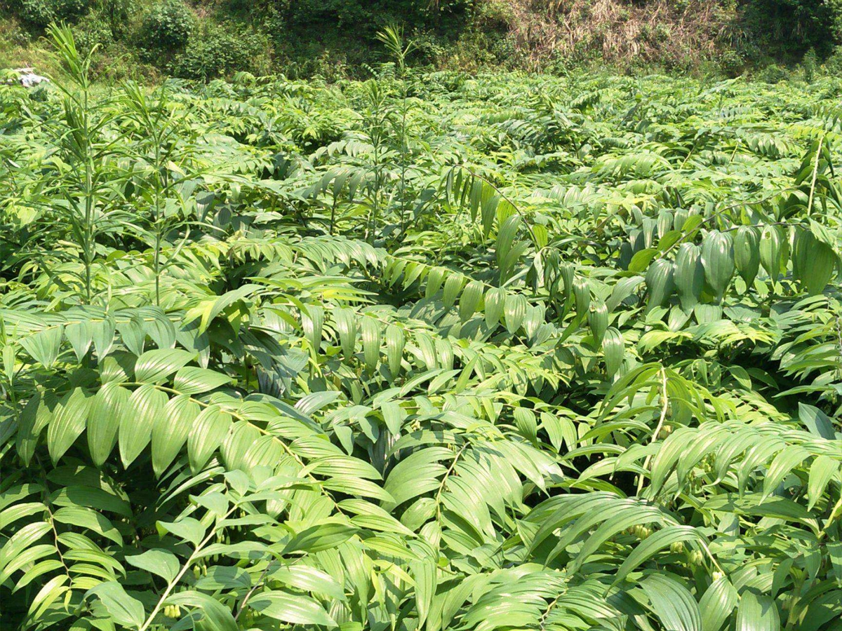 黄精种植栽培技术_黄精种植栽培技术_黄精种植栽培技术