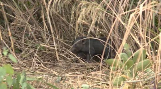 福建放养野猪养殖技术_福建野猪养殖基地_野猪养殖福建放养技术规程