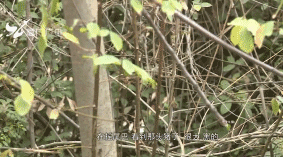 野猪养殖福建放养技术规程_福建野猪养殖基地_福建放养野猪养殖技术