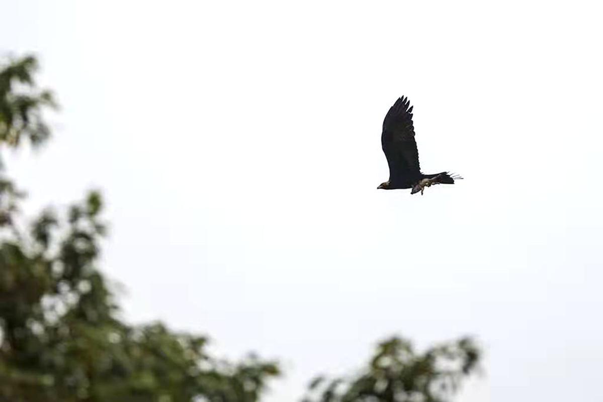 福建野猪养殖基地_放养野猪养殖视频_福建放养野猪养殖技术