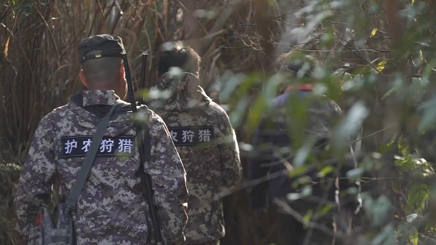 放养野猪养殖视频_福建放养野猪养殖技术_福建野猪养殖基地