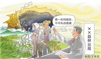 野猪撒野 我们该如何应对？