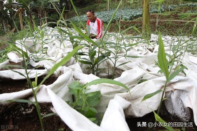 三农视频生姜种植技术_本地生姜种植技术视频_生姜种植视频农广天地