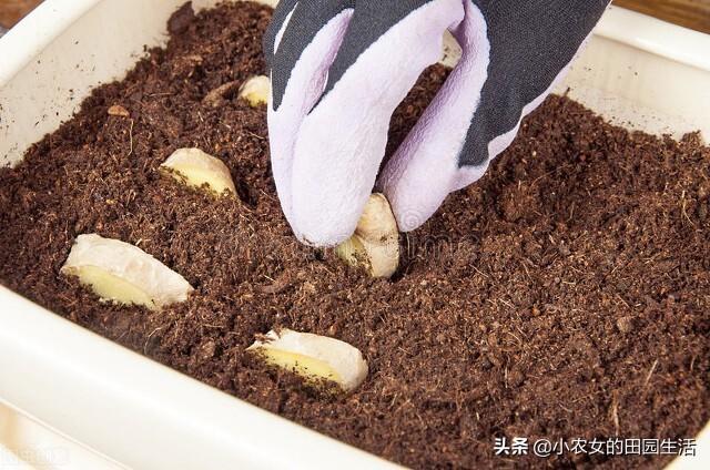 生姜种植视频农广天地_本地生姜种植技术视频_三农视频生姜种植技术