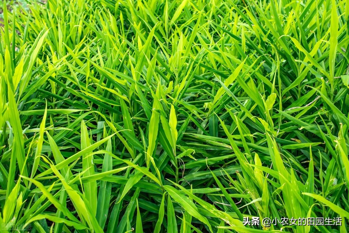 三农视频生姜种植技术_本地生姜种植技术视频_生姜种植视频农广天地