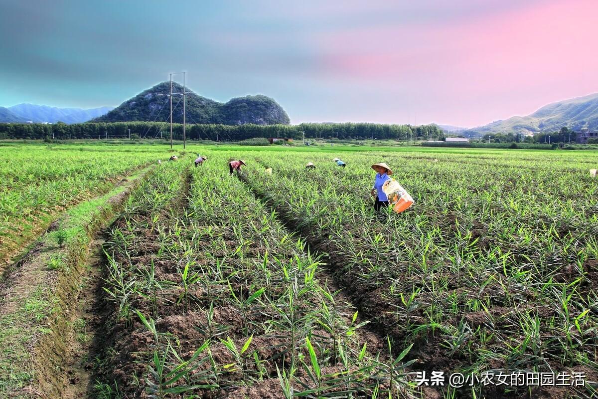 生姜种植视频农广天地_本地生姜种植技术视频_三农视频生姜种植技术