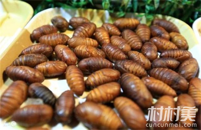 致富经海南王文强_海南王文强养山猪_海南王文强简介