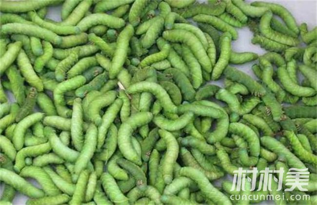 海南王文强简介_海南王文强养山猪_致富经海南王文强