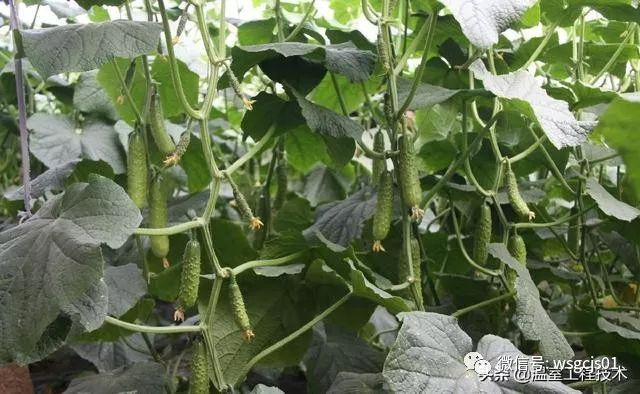 温室工程技术, 深受的喜爱的水果黄瓜有机无土栽培技术分享