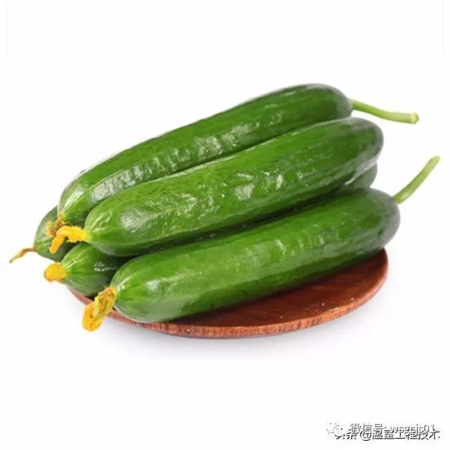 温室工程技术, 深受的喜爱的水果黄瓜有机无土栽培技术分享