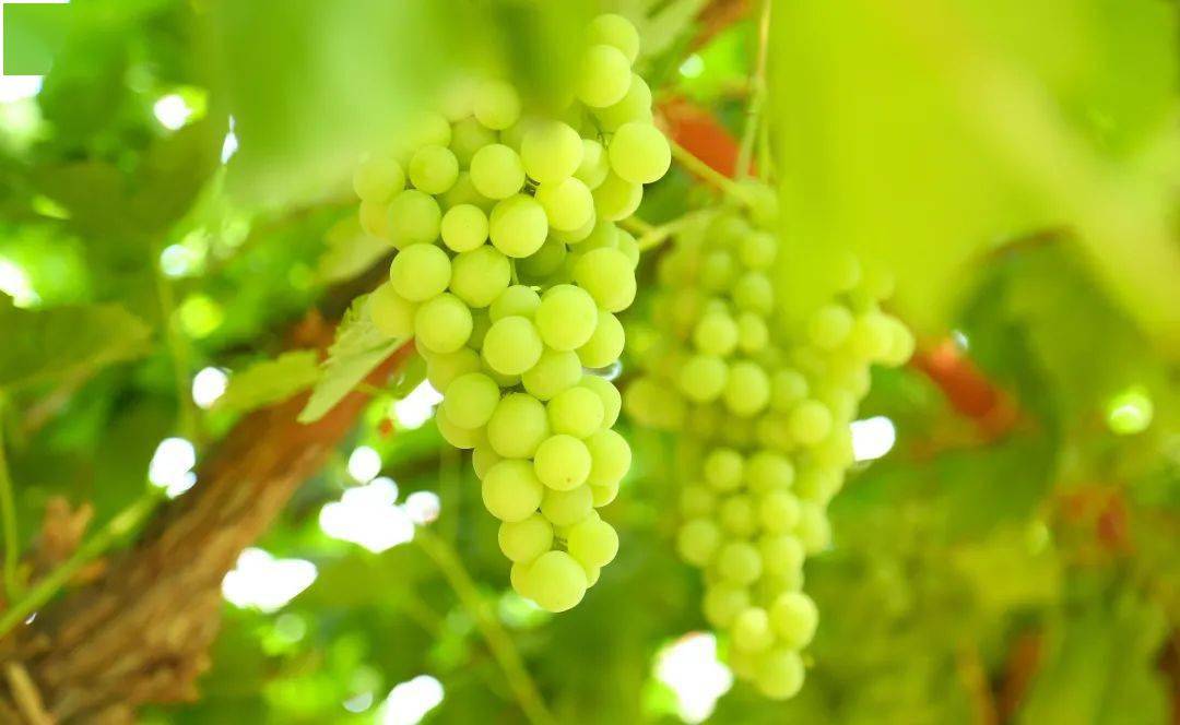 葡萄种植村民致富_致富村民种植葡萄图片_种植葡萄带动村民就业