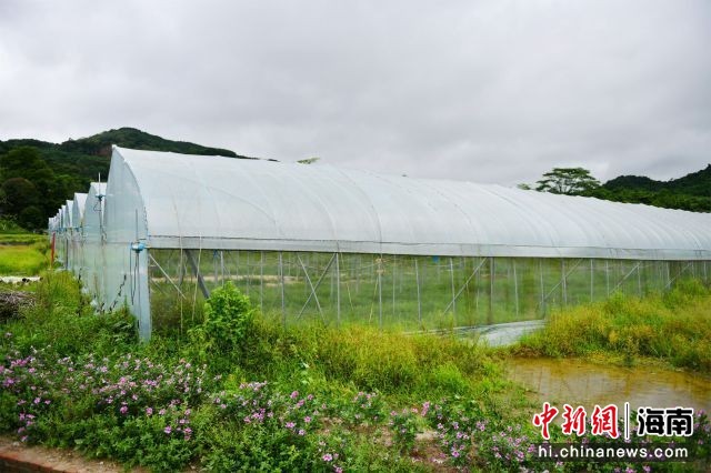 海南致富种植养殖_海南养殖业什么最赚钱农村_海南养殖