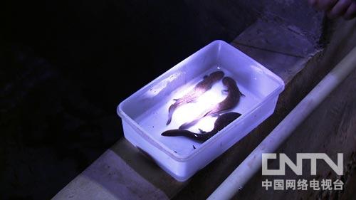 致富养殖娃娃鱼赚钱吗_致富经娃娃鱼养殖_养殖娃娃鱼