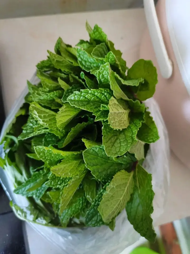 北方芒果怎样种植技术_芒果北方种植技术与管理_芒果北方种植技术要求