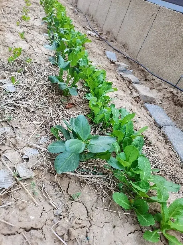芒果北方种植技术要求_北方芒果怎样种植技术_芒果北方种植技术与管理