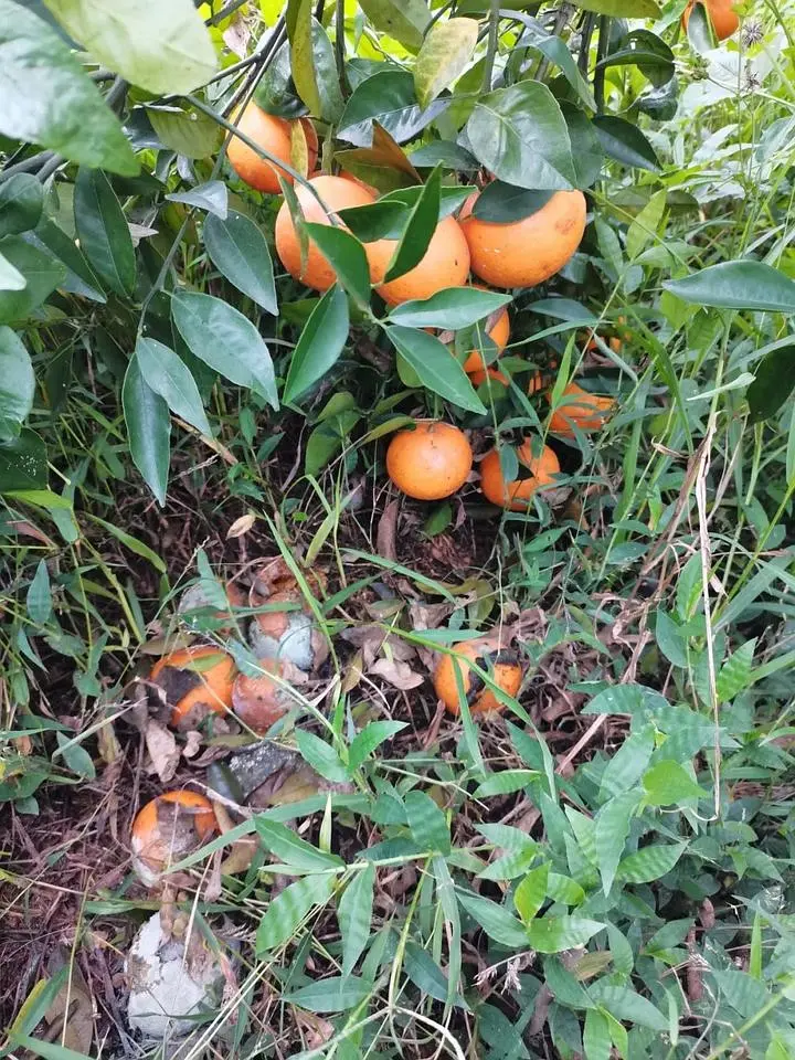 北方芒果怎样种植技术_芒果北方种植技术要求_芒果北方种植技术与管理