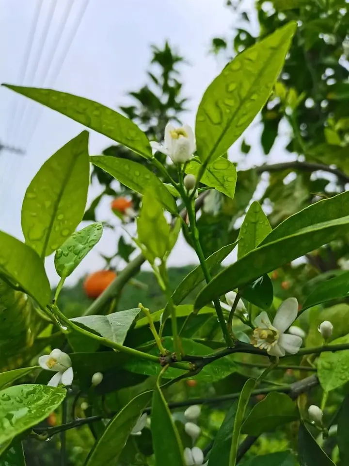 芒果北方种植技术与管理_北方芒果怎样种植技术_芒果北方种植技术要求