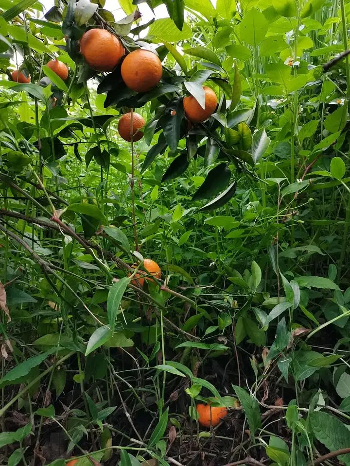 北方芒果怎样种植技术_芒果北方种植技术与管理_芒果北方种植技术要求