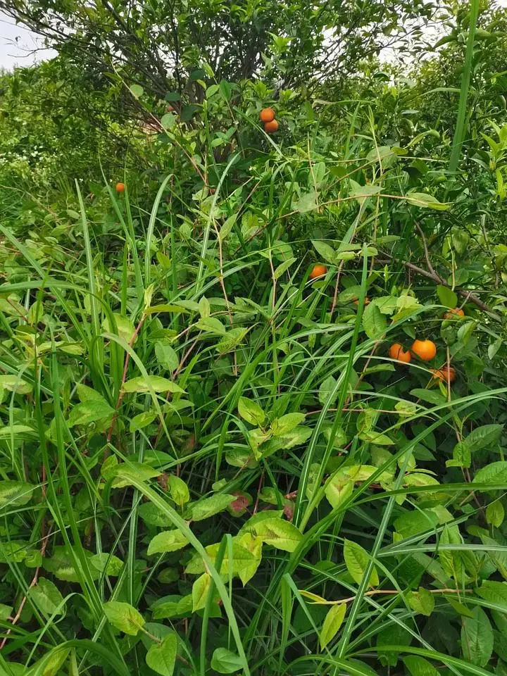 北方芒果怎样种植技术_芒果北方种植技术与管理_芒果北方种植技术要求