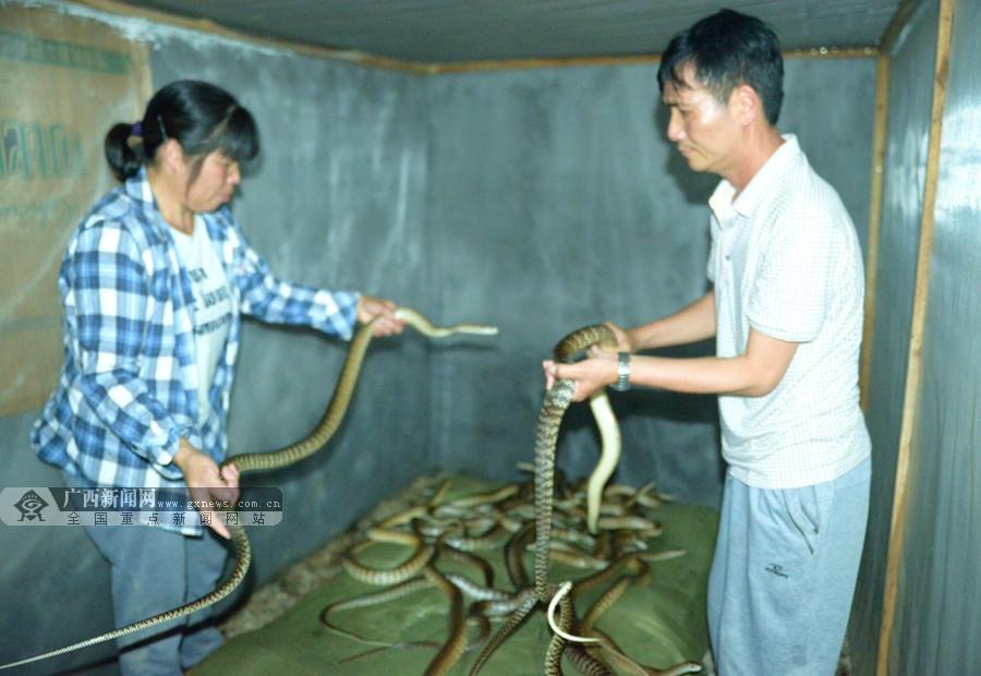 致富经之养毒蛇_致富经毒蛇_致富经养殖毒蛇视频