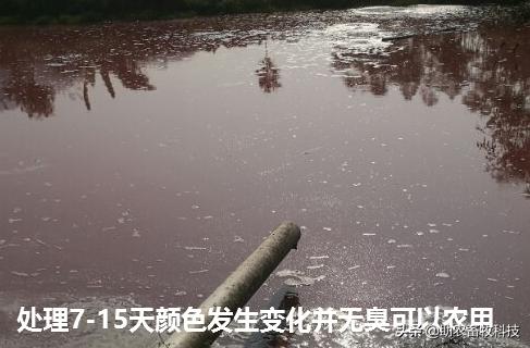 老母猪怎么养殖技术_养殖猪老母技术要求_怎么养好老母猪