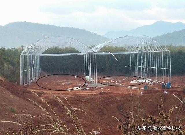 养殖猪老母技术要求_怎么养好老母猪_老母猪怎么养殖技术