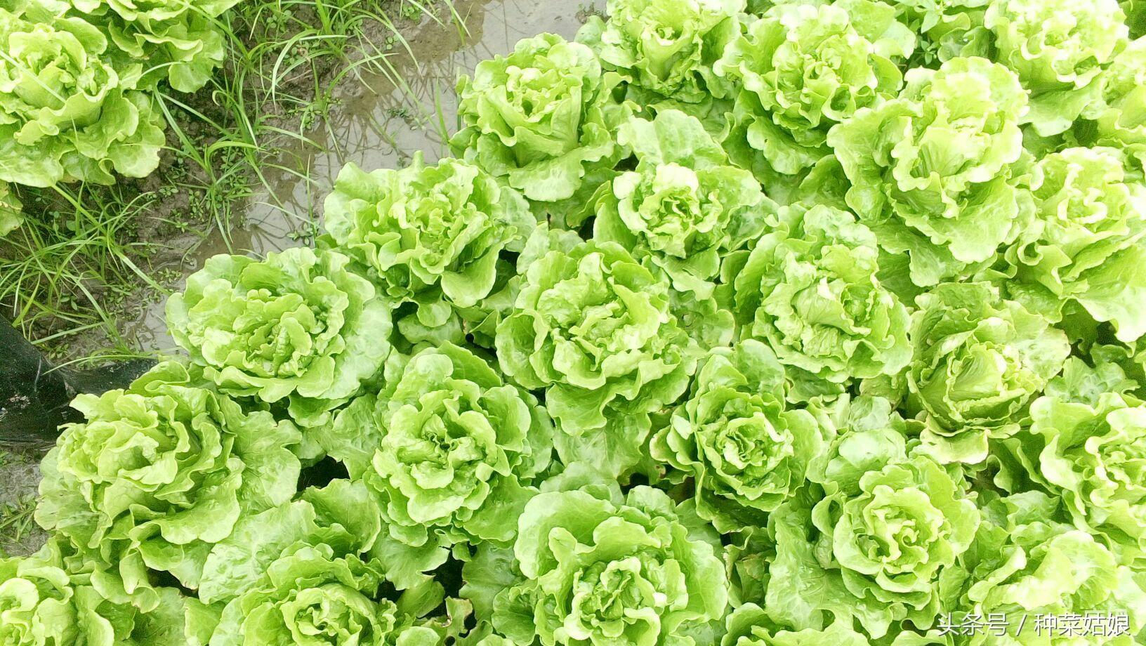 生菜种植很简单，立冬后在阳台上种几盆，漂亮一冬天
