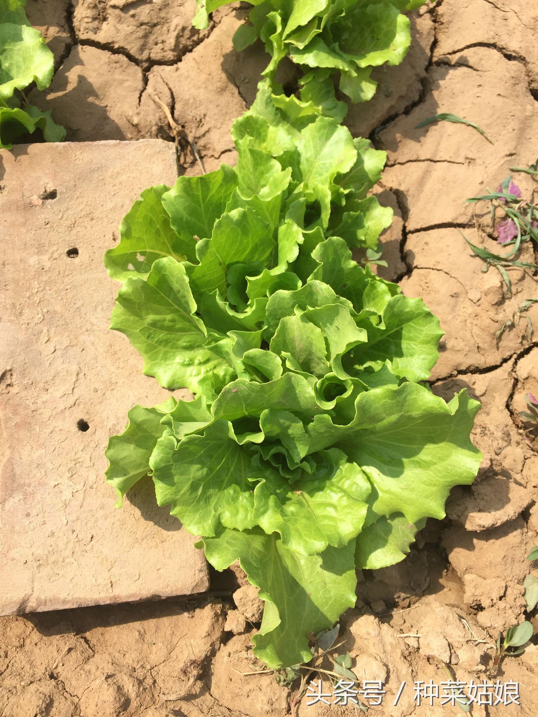 春季露地生菜种植技术_春季种植生菜露地技术要点_露地种植生菜的技术