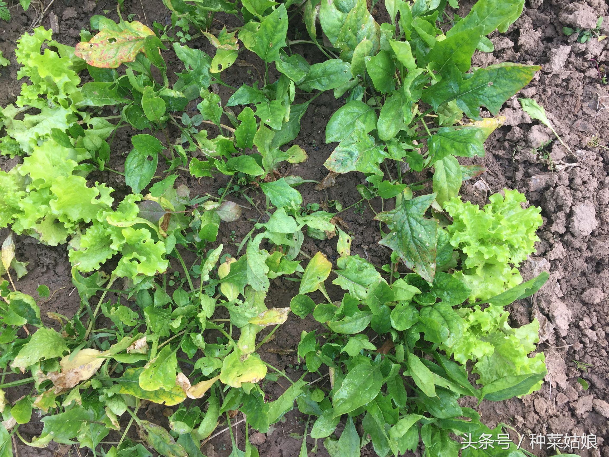 春季种植生菜露地技术要点_露地种植生菜的技术_春季露地生菜种植技术