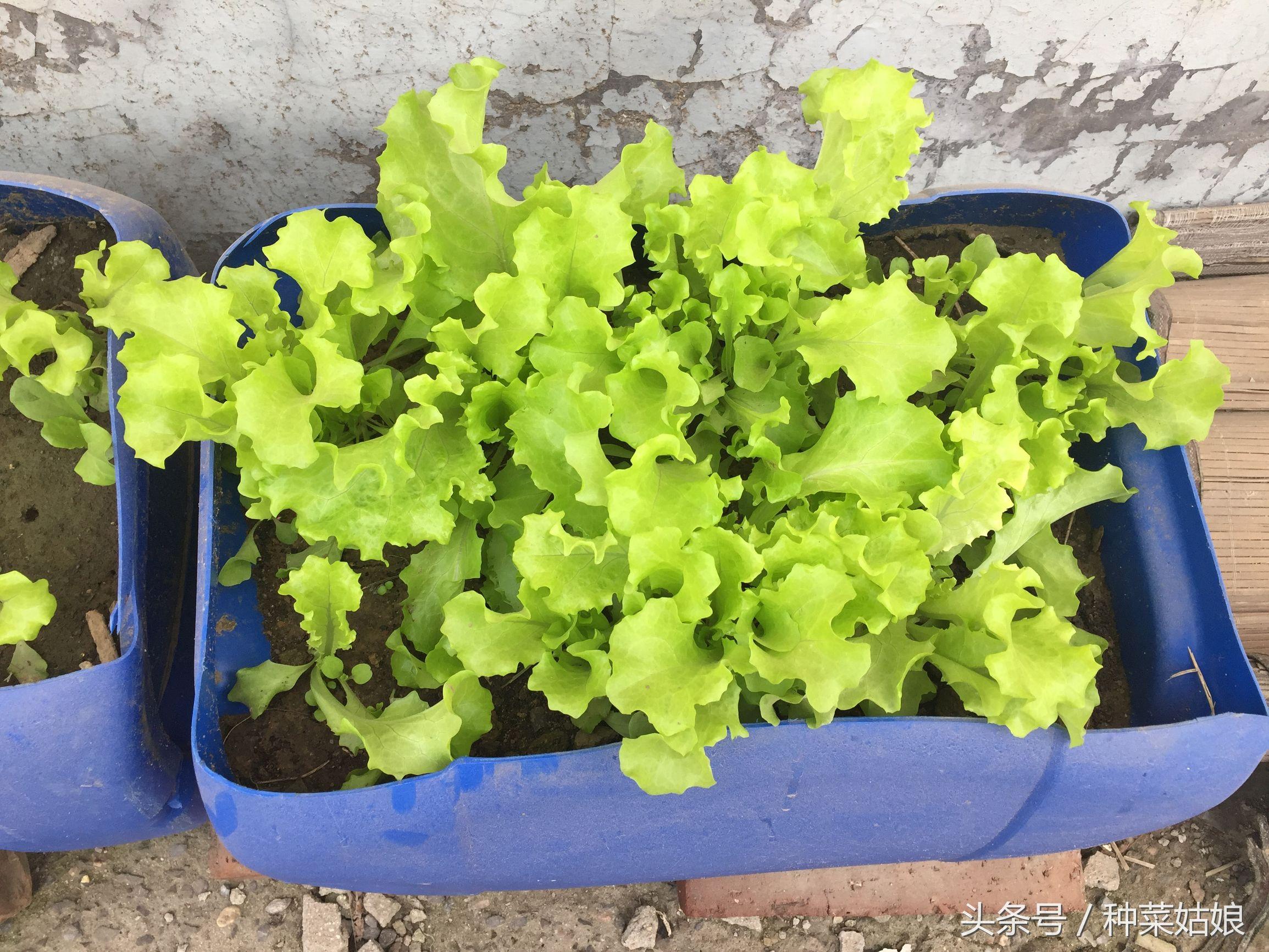 露地种植生菜的技术_春季种植生菜露地技术要点_春季露地生菜种植技术