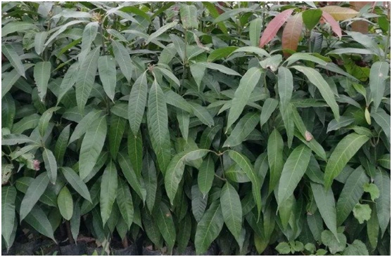 芒果北方种植技术视频_北方芒果怎样种植技术_芒果北方种植技术与管理