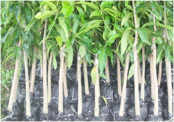 北方芒果怎样种植技术_芒果北方种植技术与管理_芒果北方种植技术视频