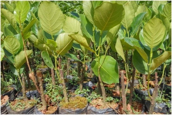 芒果北方种植技术视频_北方芒果怎样种植技术_芒果北方种植技术与管理