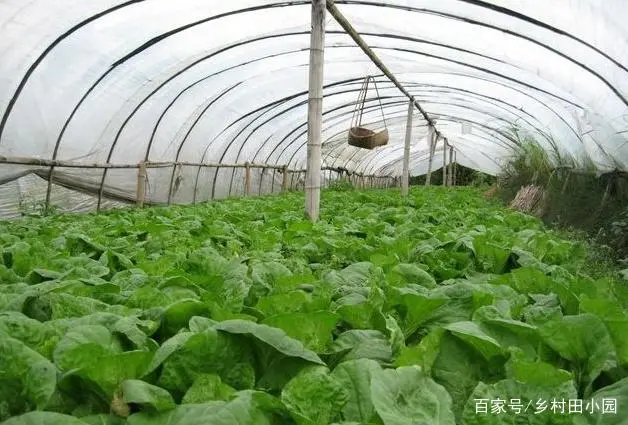 大棚种植一年收入可达15万，真有这么赚钱吗？看看这位老农怎么说