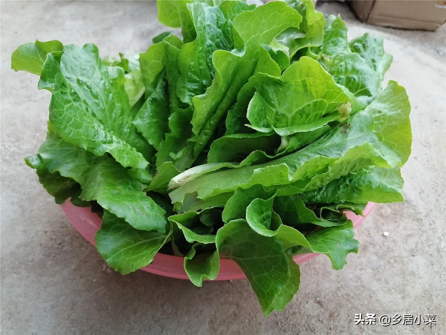 露地种植生菜的技术_春季种植生菜露地技术要点_春季露地生菜种植技术