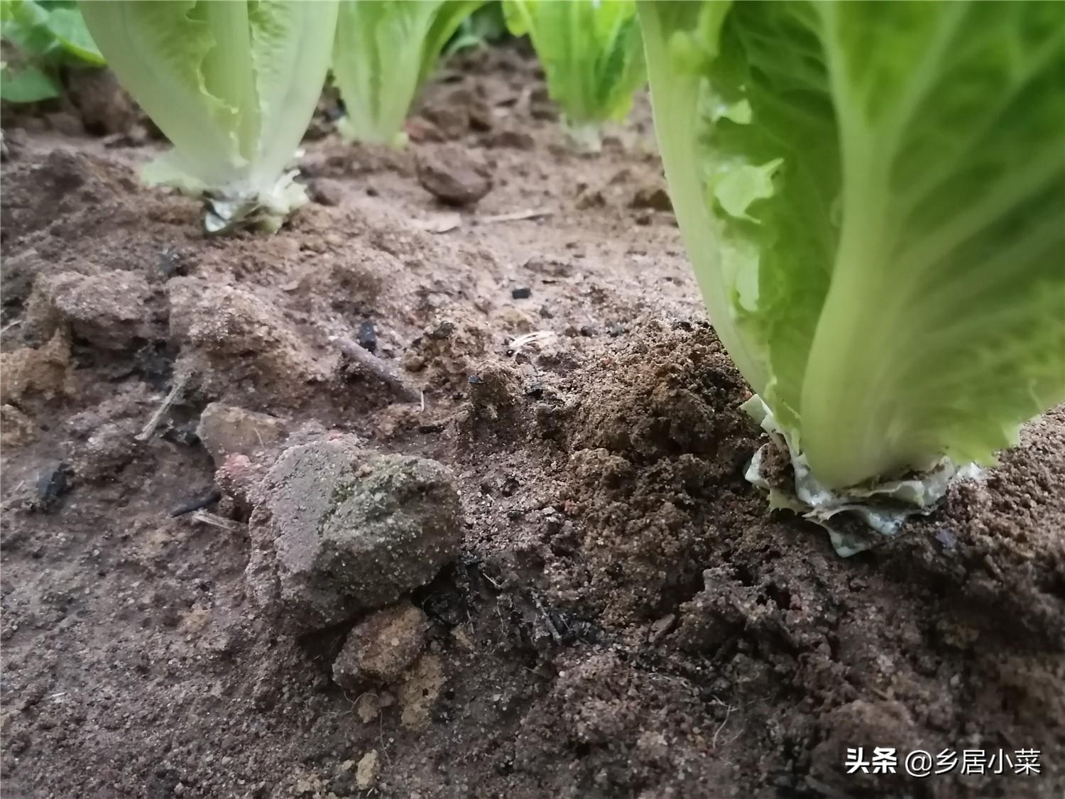 露地种植生菜的技术_春季种植生菜露地技术要点_春季露地生菜种植技术