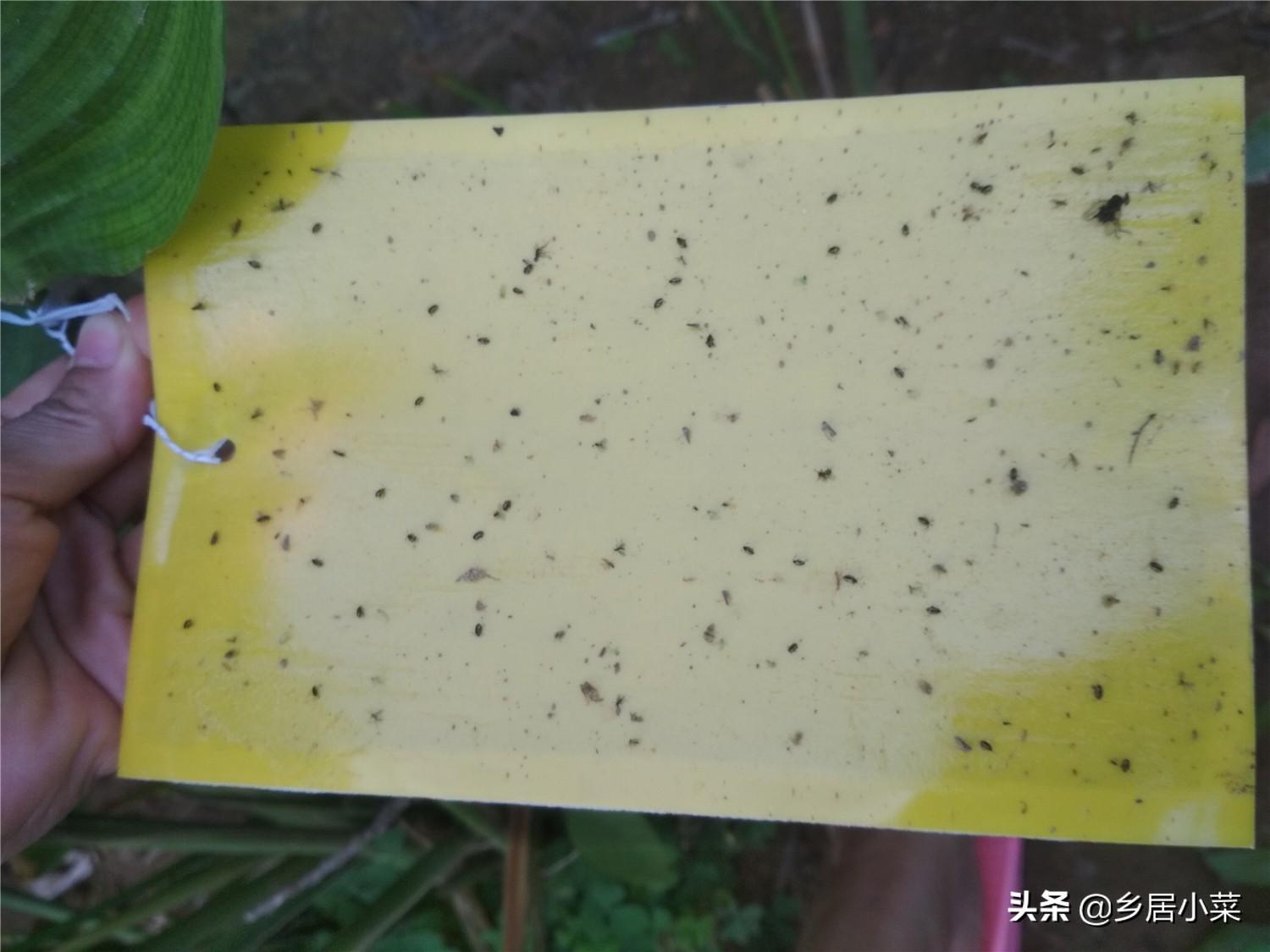 春季种植生菜露地技术要点_露地种植生菜的技术_春季露地生菜种植技术