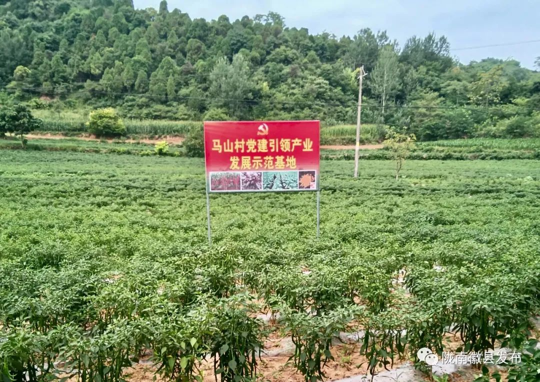 徽县：辣椒产业铺出“红火”致富路