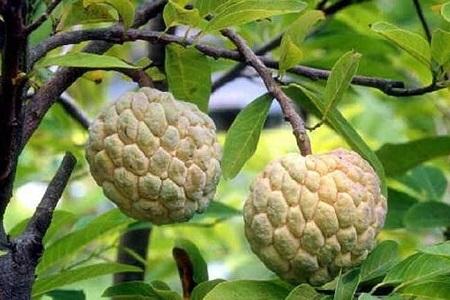 蜜释迦种子种植技术_蜜释迦价格_蜜释迦的种植技术