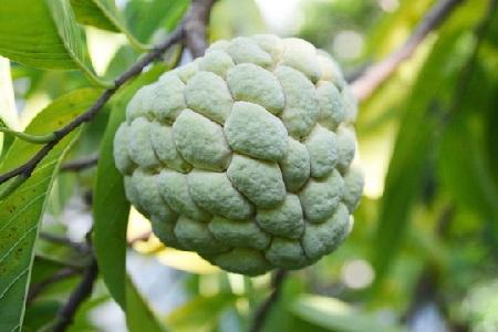 蜜释迦价格_蜜释迦种子种植技术_蜜释迦的种植技术