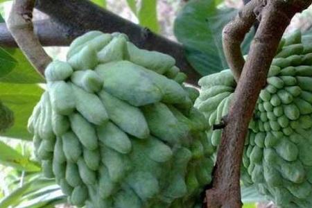 蜜释迦价格_蜜释迦种子种植技术_蜜释迦的种植技术