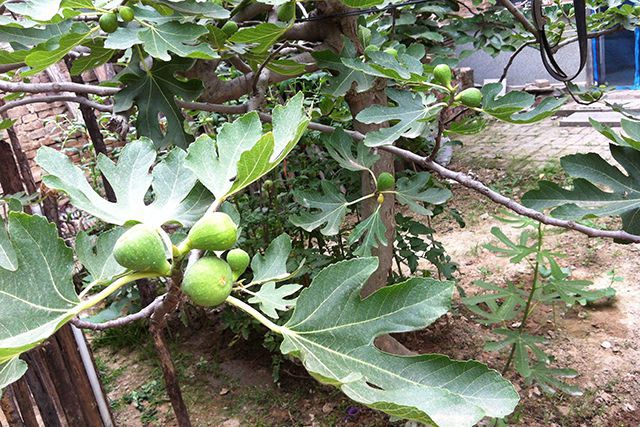 大棚种植养殖致富_致富养殖大棚种植视频_大棚养殖什么利润高