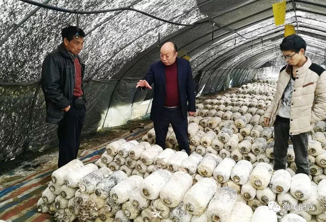 蘑菇致富大王下载安装_致富经蘑菇大王_蘑菇致富有新招
