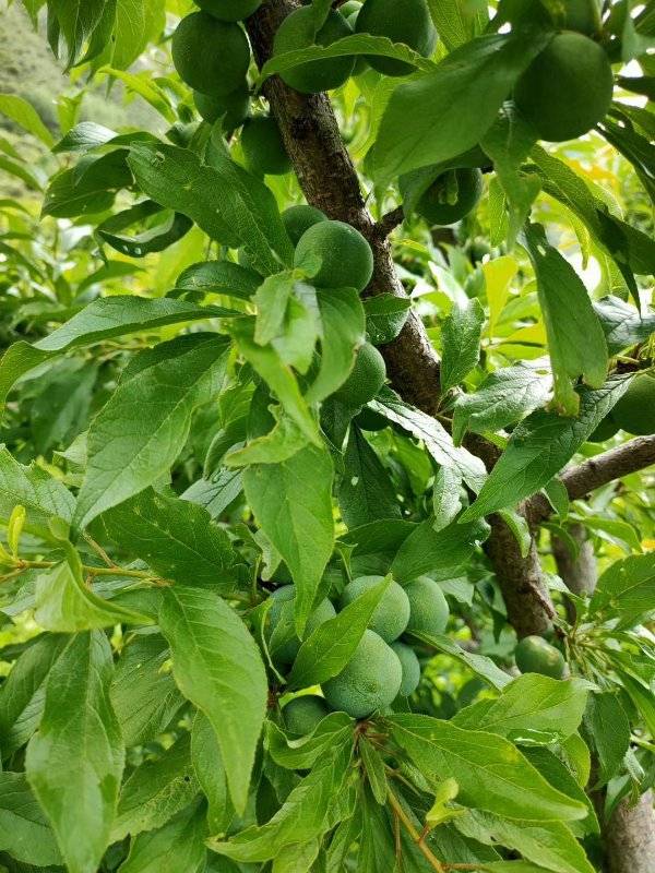 水上种植生菜致富_水生蔬菜种植_水上种植生菜视频