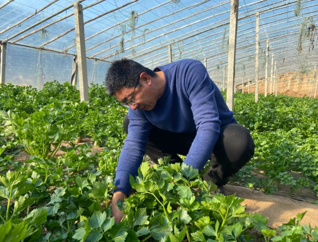 寿光特菜种植户郑永：“ 芹”劳致富的新农人